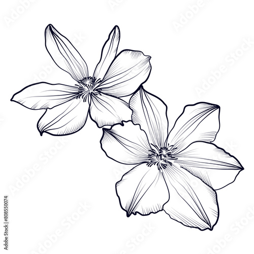 black and white hand drawing of a clematis flower vector