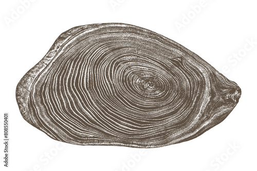 Wood texture cross section of tree rings. Cut slice of wooden stump isolated on white. Textured surface with rings and cracks. Brown background made of hardwood from the forest. Vector illustration. 