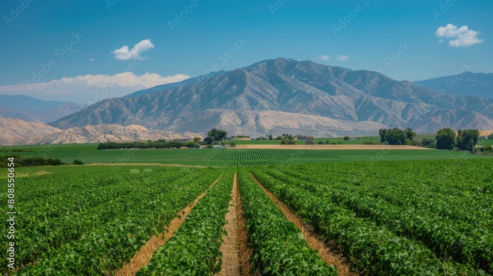 Summer: Farmland, Crops, and Mountains in View, Including Cotton and Wine