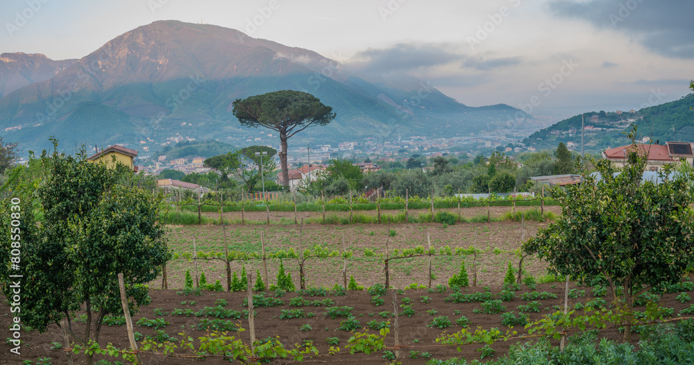 Fototapeta premium Gardens and orchards at the foot of the Vesuvius volcano in Italy