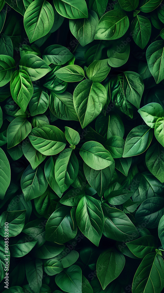 An exquisite green background captures the intricate details of plant leaves in a close-up view. This abstract natural texture is perfect for various design purposes, such as banners, posters, or wall An exquisite green background captures the intricate details of plant leaves in a close-up view. This abstract natural texture is perfect for various design purposes, such as banners, posters, or wall