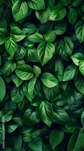 Wallpaper Mural An exquisite green background captures the intricate details of plant leaves in a close-up view. This abstract natural texture is perfect for various design purposes, such as banners, posters, or wall Torontodigital.ca
