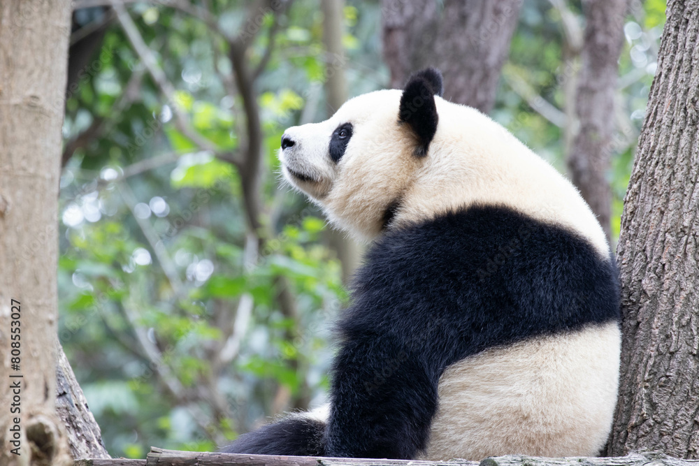 Sweet female Panda, Yuan Run, Chengdu Panda Base, China Sweet female Panda, Yuan Run, Chengdu Panda Base, China