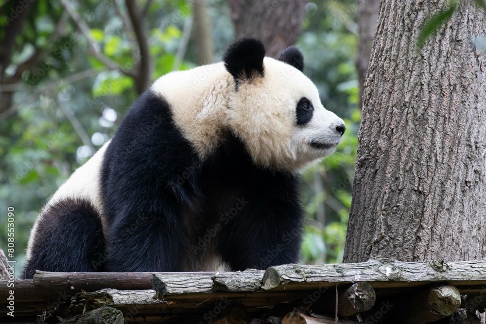Sweet female Panda, Yuan Run, Chengdu Panda Base, China Sweet female Panda, Yuan Run, Chengdu Panda Base, China