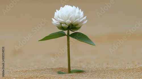 A small white flower is growing in the sand. The flower is surrounded by dirt and he is struggling to grow. Concept of fragility and resilience photo