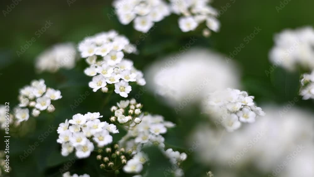 white flowers, close-up, macro, 4k white flowers, close-up, macro, 4k