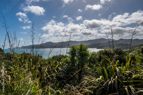 New Zealand native bush sea view with ranges photo