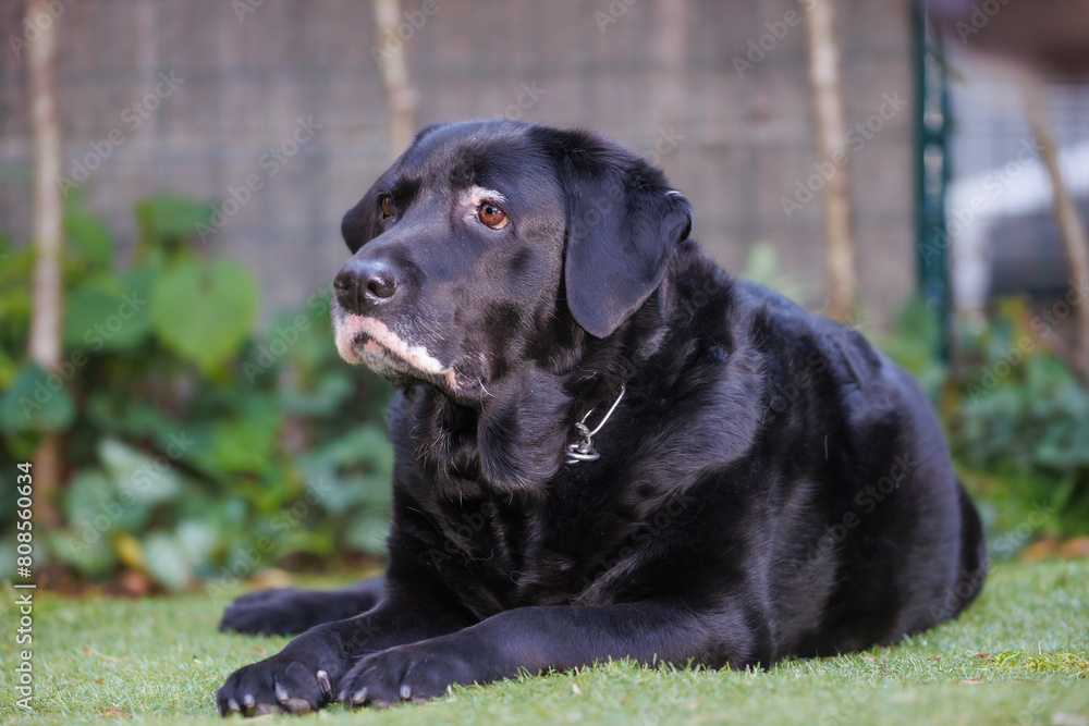 外でくつろぐ、黒ラブラドールレトリバーの犬