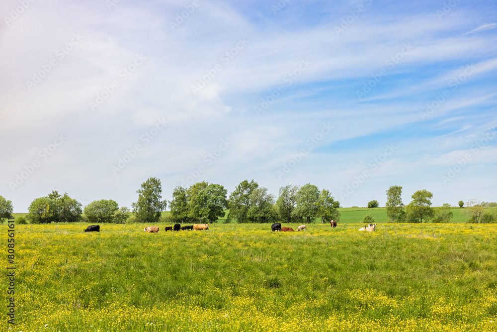 Cows on flowering summer meadow