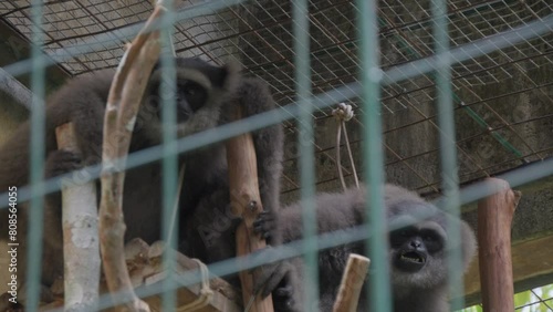 Two gibbons sitting in a cage. photo