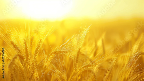 A field of wheat is in full bloom with the sun shining brightly on it. The sun is setting in the background  a warm atmosphere. The wheat is tall and green. Field of barley against bright yellow sky