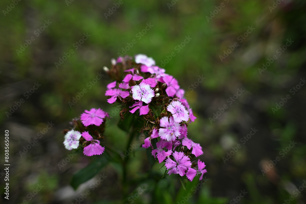 かわいいアメリカナデシコの花 かわいいアメリカナデシコの花
