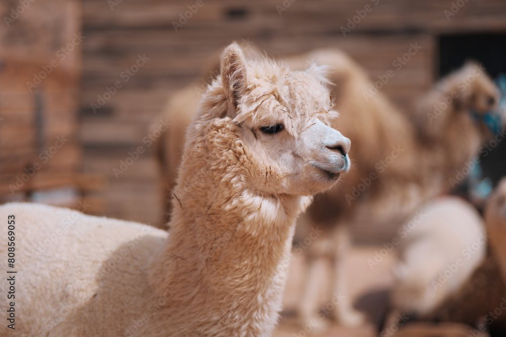 Obraz premium A Taste of Lanzhou - Wild Animals