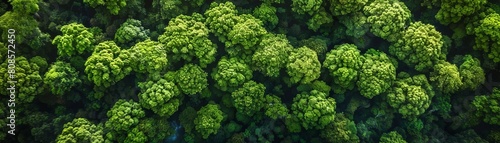 Aerial top view forest tree  Rainforest ecosystem and healthy environment concept and background  Texture of green tree forest view from above