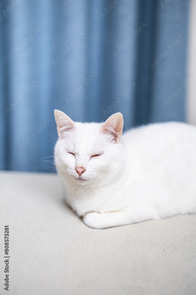 眠気に負けて居眠りする白猫