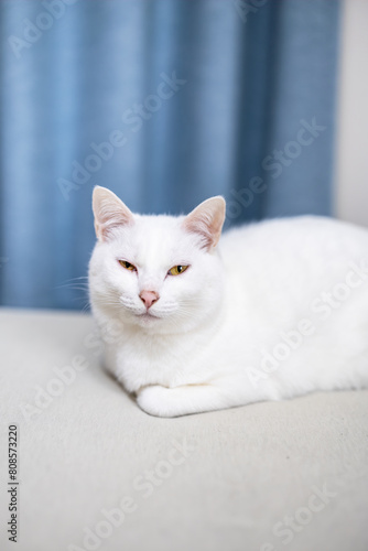 眠そうに目を細める白猫 photo
