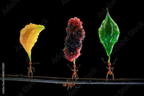 ant and fruit