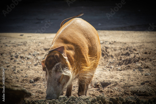 Red river hog (Potamochoerus porcus), also known as the bush pig. photo