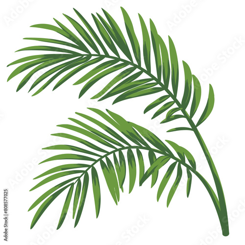 Flat clipart showing a single palm branch with defined edges on white background