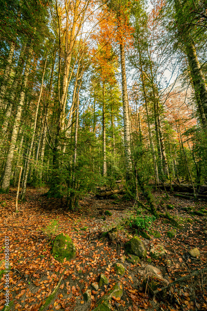 Obraz premium The magic of the autumn landscape of the many Beech trees that adorn the path from the Pradera de Ordesa to the Cola de Caballo waterfall, Huesca