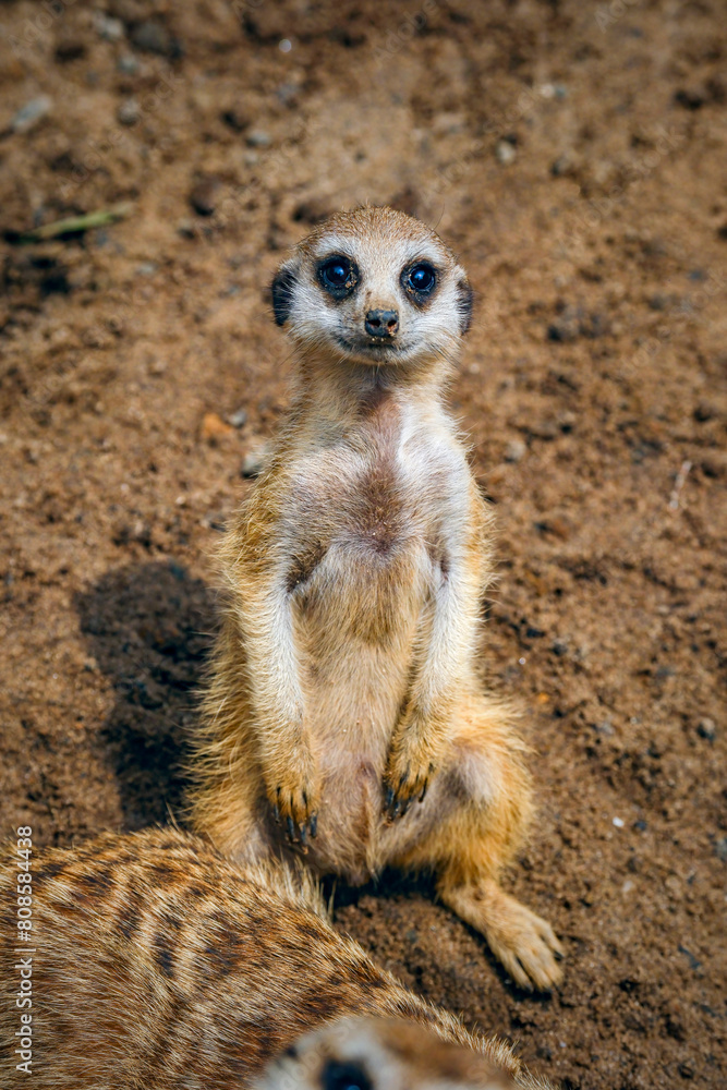 Fototapeta premium portrait meerkat on the ground
