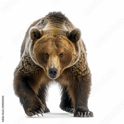 a brown bear walking across a white surface © mizmizstk
