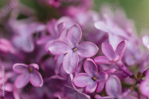 Close-up of vibrant purple lilac petals, exuding spring freshnes photo