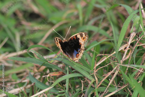 Junonia orithya photo