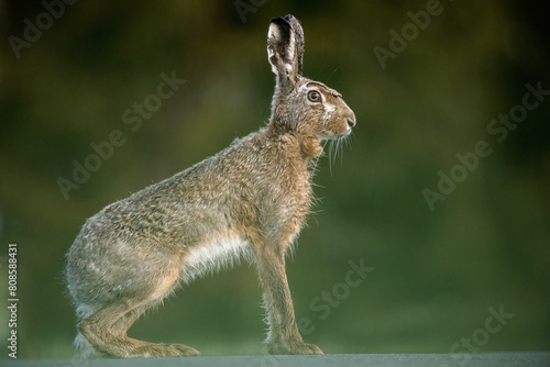 European hare (Lepus europaeus) portrait