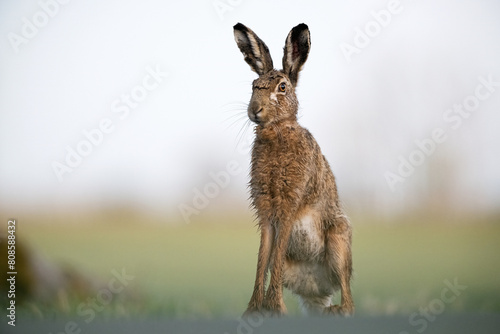 European hare (Lepus europaeus) portrait
