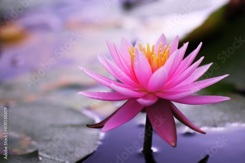 Wallpaper Mural 水面に浮かぶ睡蓮の花 Torontodigital.ca