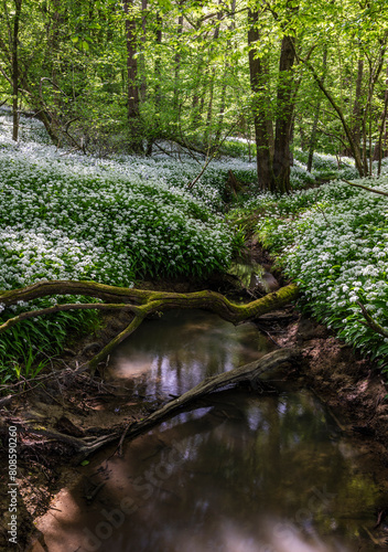 Wild Garlic woodland on the high weald near Mountfield east Sussex south east England UK