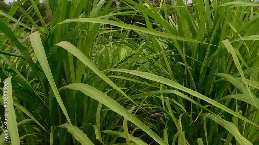 Panoramic view of overgrown green grass Isolated from white background with clipping path.. high green grass, background Panoramic view of overgrown green grass Isolated from white background with clipping path.. high green grass, background