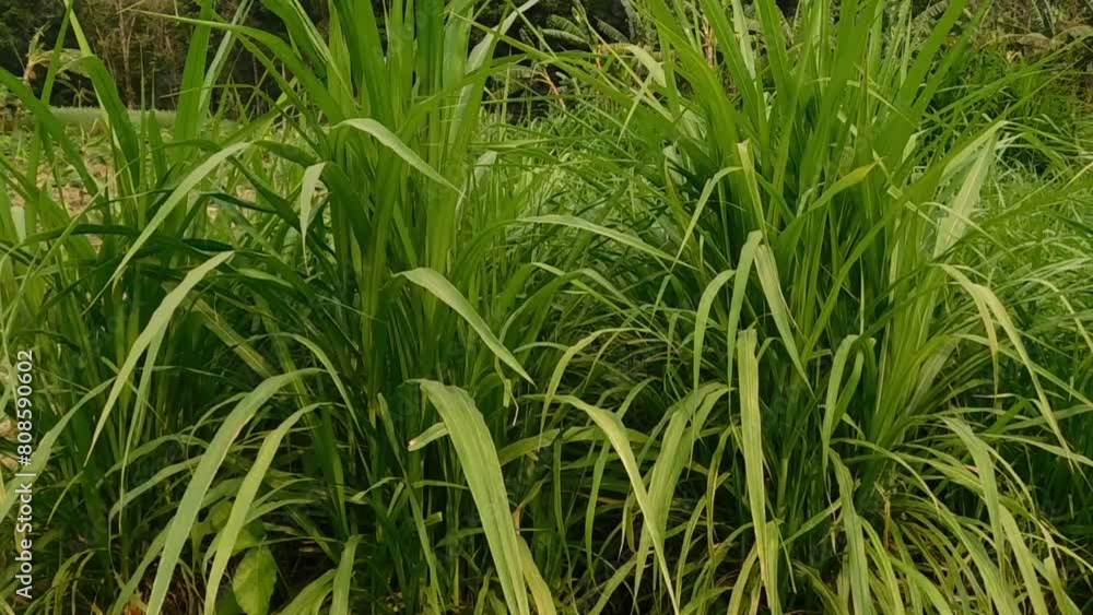 Panoramic view of overgrown green grass Isolated from white background with clipping path.. high green grass, background Panoramic view of overgrown green grass Isolated from white background with clipping path.. high green grass, background