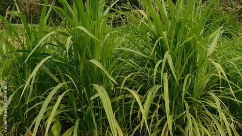 Panoramic view of overgrown green grass Isolated from white background with clipping path.. high green grass, background photo