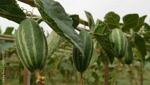 Achocha potol seed plants. The POINTED GOURD (Trichosanthes dioica Roxb.) is usually propagated through vine cuttings and root suckers. photo