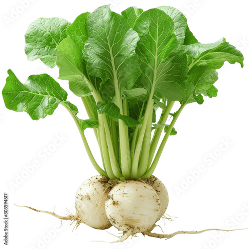 A photo of a white radish with green leaves on a green background. photo