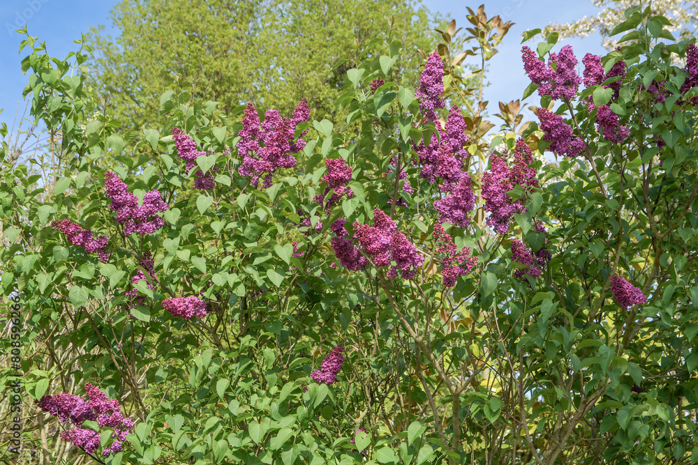 Branches of lilac flowers with green leaves. Close-up Branches of lilac flowers with green leaves. Close-up