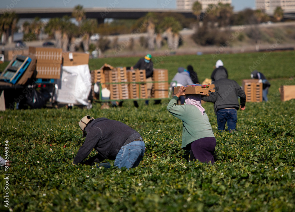 Fotografie Farm field workers dressed warm while harvesting