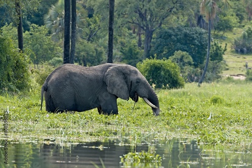 Obraz na płótnie African elephant (Loxodonta africana) Liwonde National Park