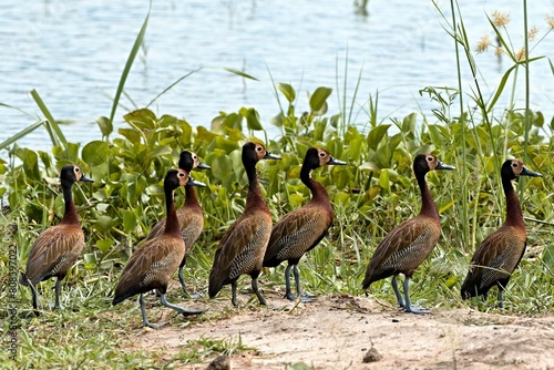 White-faced Whistling Duck (Dendrocygna viduata) Liwonde National Park. Malawi. Africa. photo