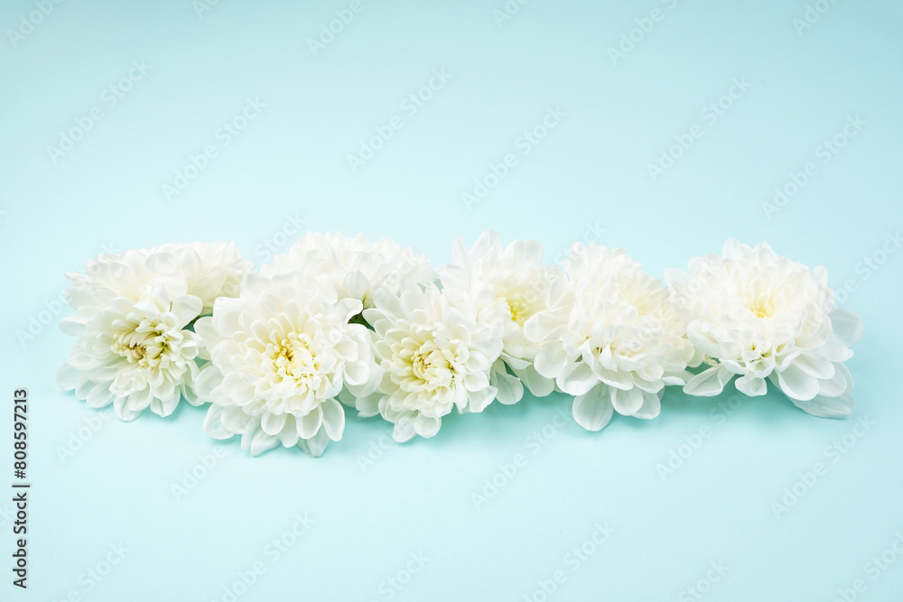 White chrysanthemums on a colored background. White chrysanthemums on a colored background.
