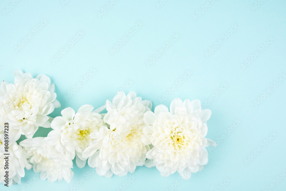 White chrysanthemums on a colored background. White chrysanthemums on a colored background.