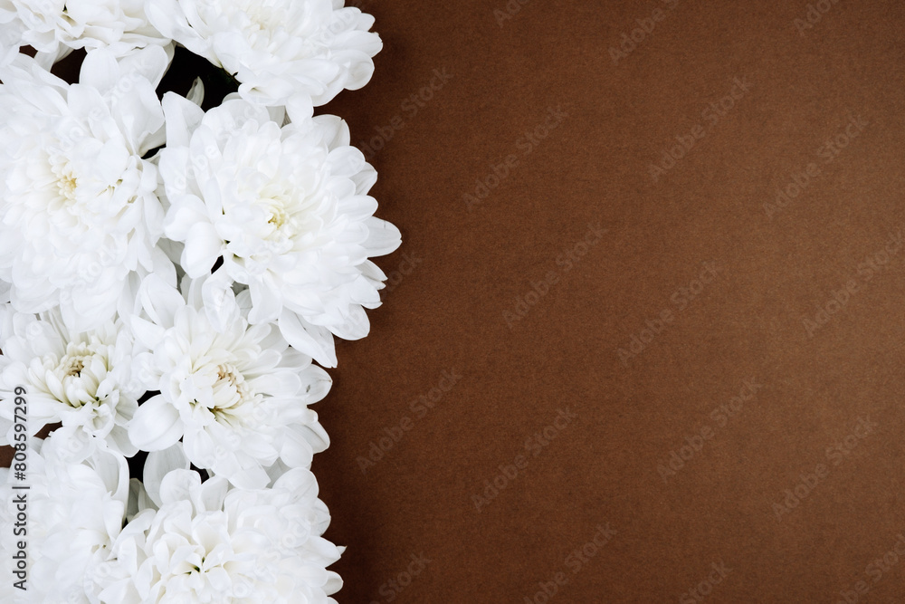 White chrysanthemums on a colored background. White chrysanthemums on a colored background.