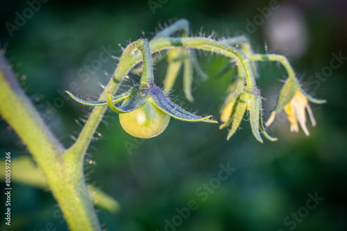 Young green tomato growing in the greenhouse.