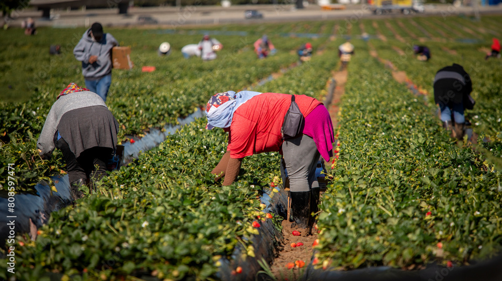 Foto Farm field workers dressed warm while harvesting