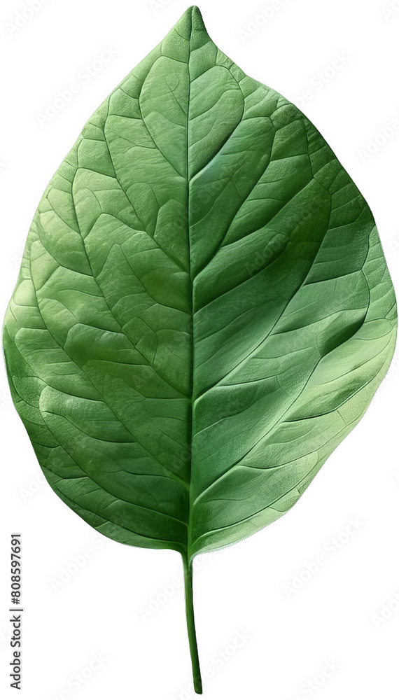 Obraz premium Green leaf on a transparent background.
