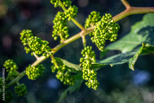 Blooming young wine grapes in a vineyard in the spring time.