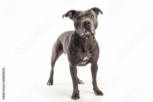 a dog standing on a white surface with a white background