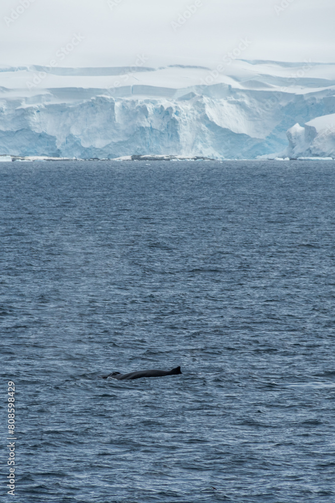 Fototapeta premium Impression of the Scenery near Anvers Island, on the Antarctic Peninsula. A diving humpback whale -Megaptera novaeangliae- is shown in the foreground.
